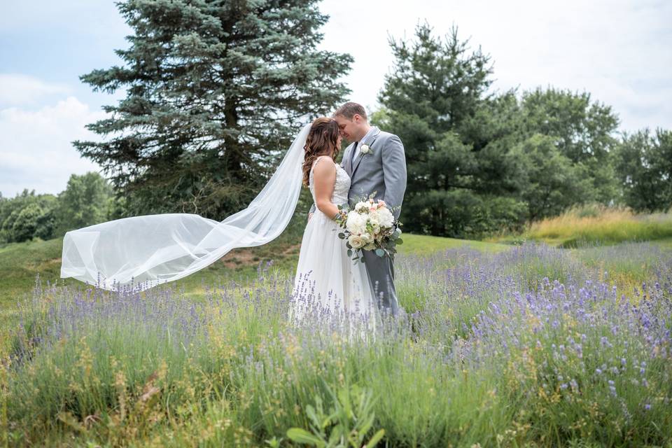 Lavender Fields