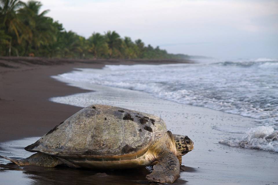 Sea turtle, Costa Rica