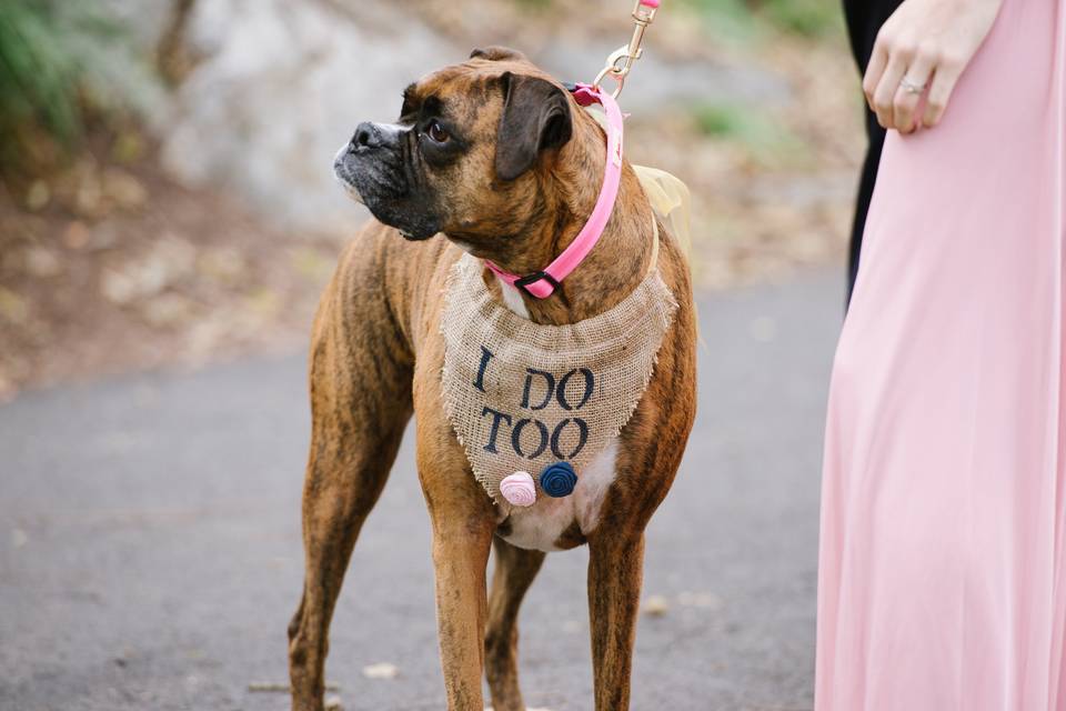 Montfair wedding
