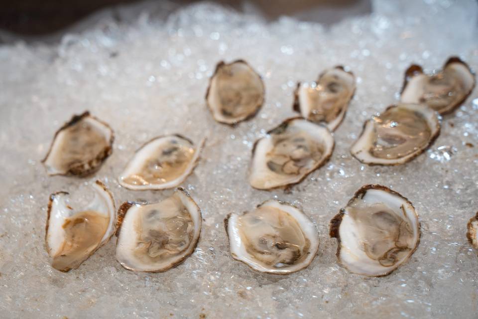 Freshly shucked oysters