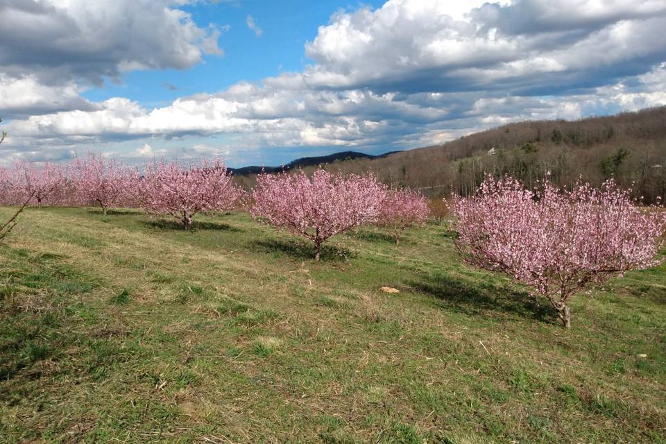 Peach trees bloom 2020