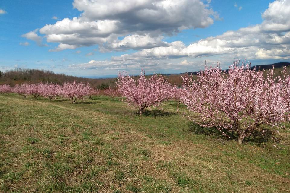 Peach trees bloom 2020