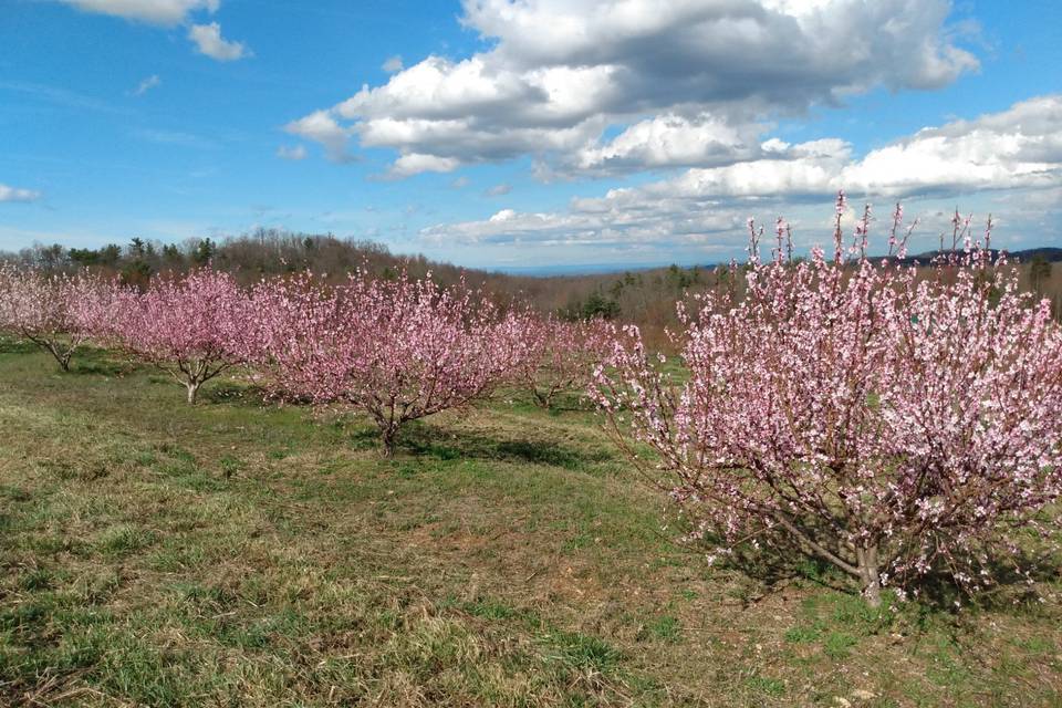 Peach trees bloom 2020