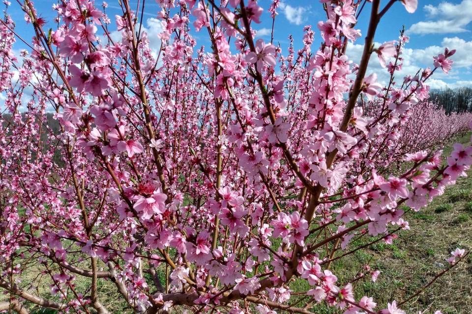 Peach trees bloom 2020