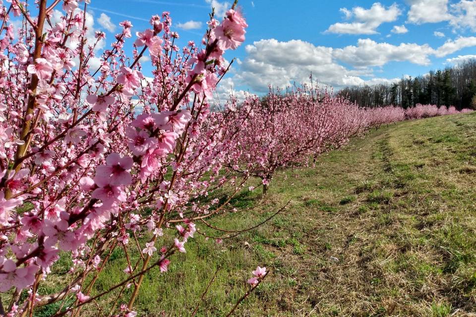 Peach trees bloom 2020