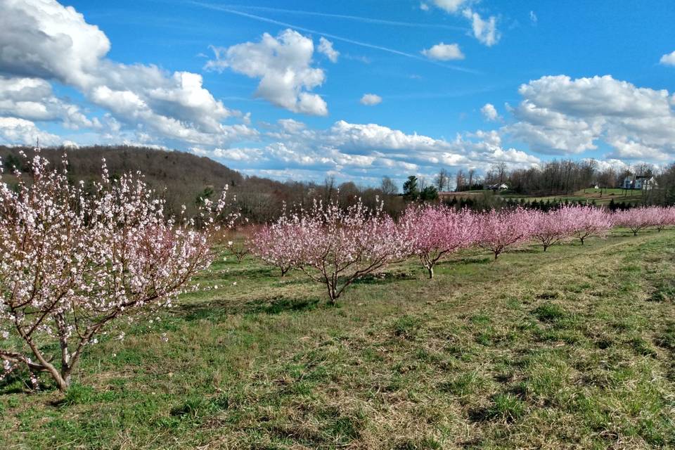 Peach trees bloom 2020