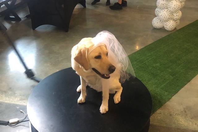 Wedding couple