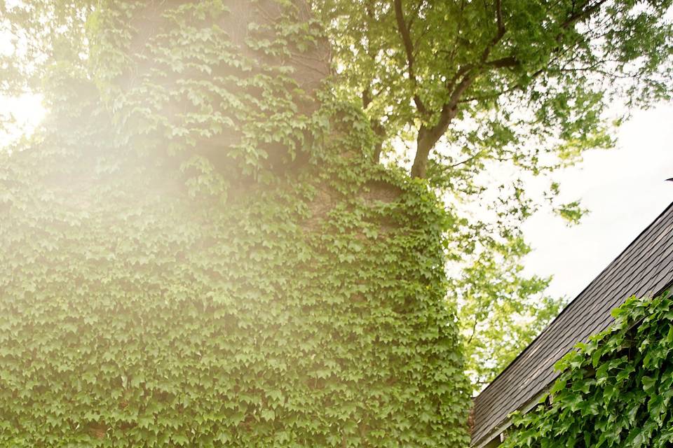 Ivy wall at Haseltine Estates