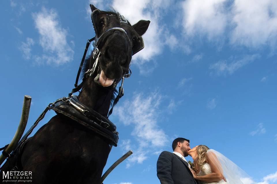 Wedding photography horse