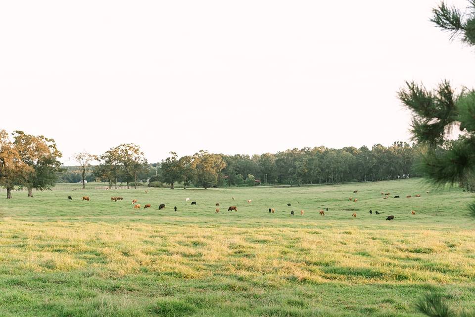 Our pasture views