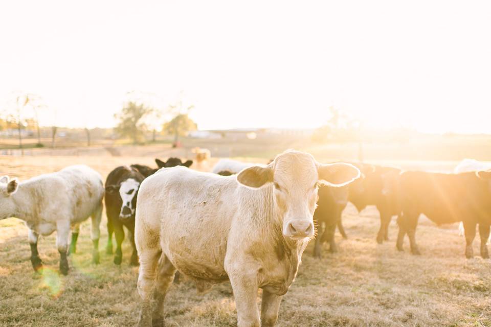 Cattle in the pasture