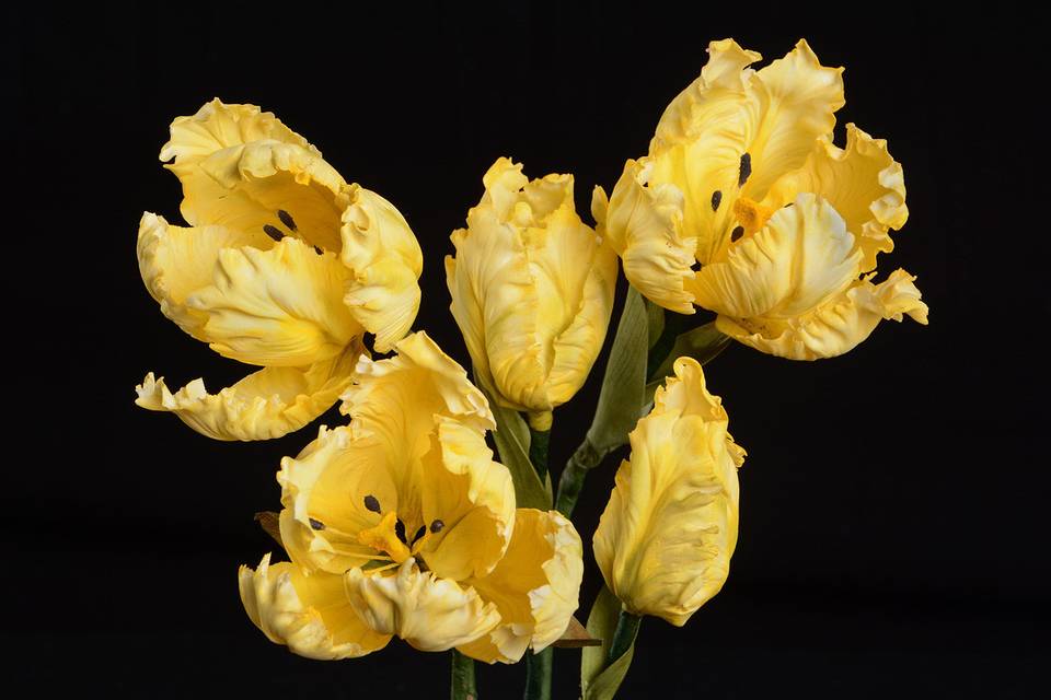 Sugar Tulips