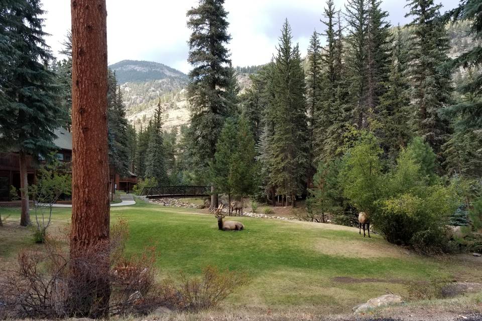 Elk on Tent Site