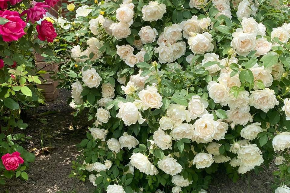 Some of our roses