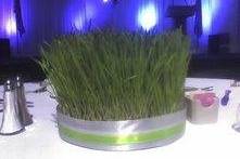 Wheatgrass centerpiece