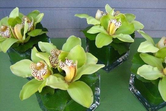 Cymbidium orchids cube centerpieces