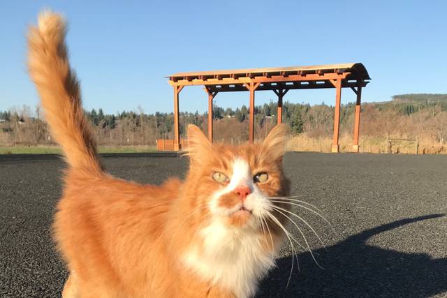 Barn cat Edward says hello