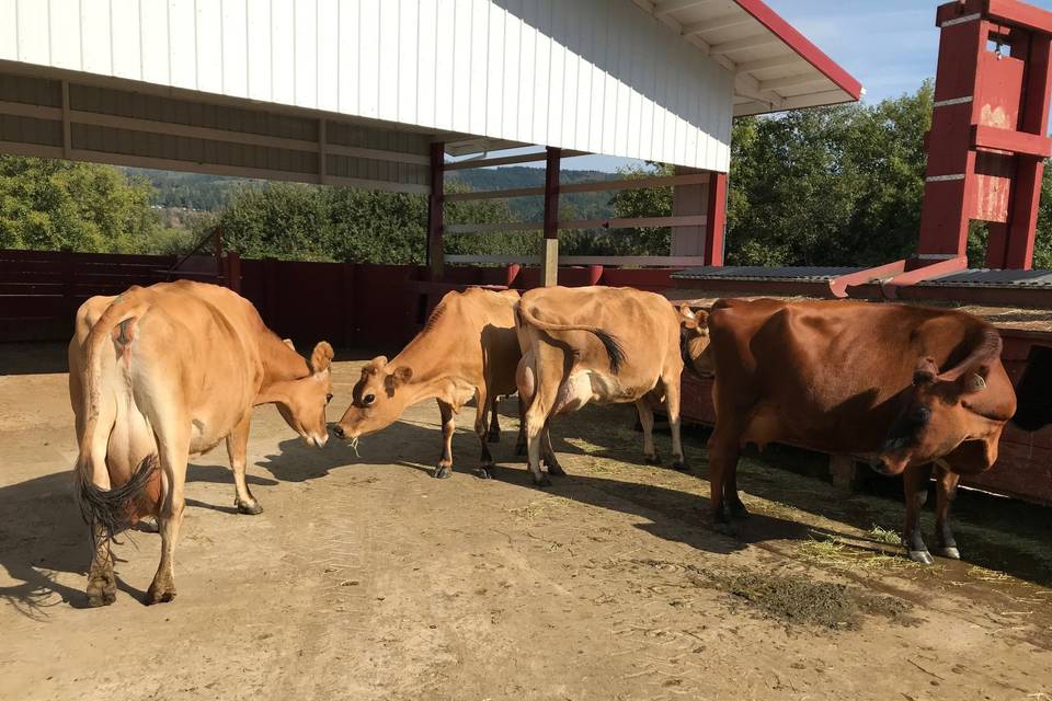 Our sweet girls enjoy the sun