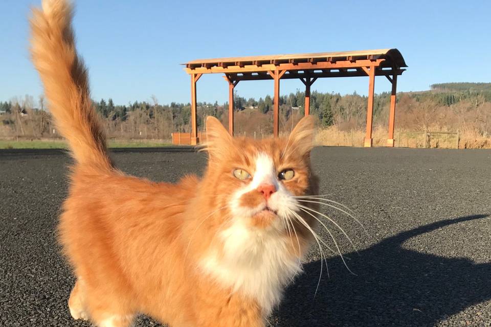 Barn cat Edward says hello