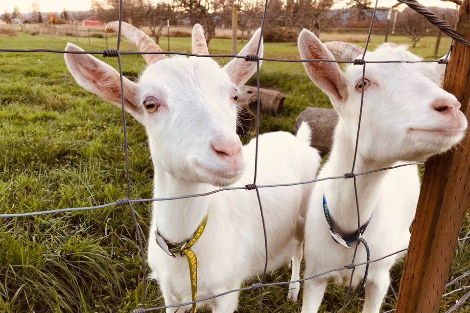 Playful dairy goats