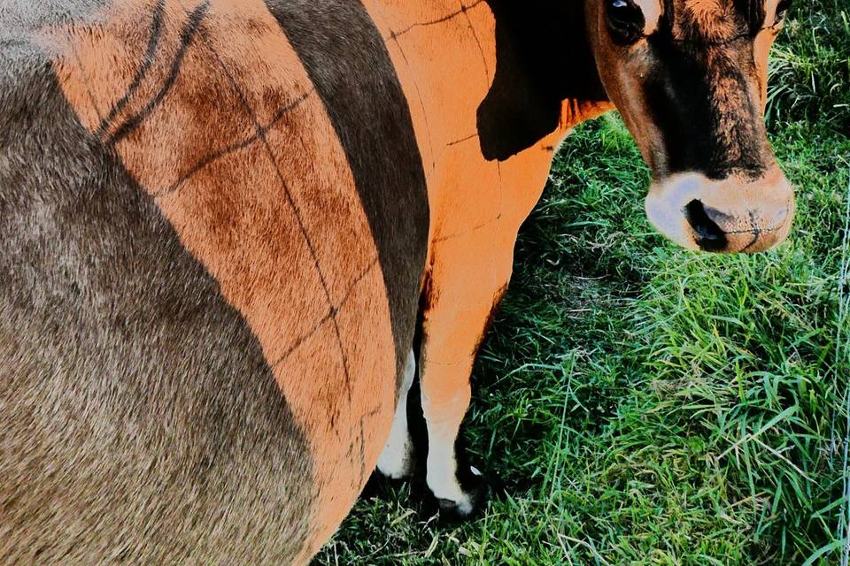 Happy dairy cows