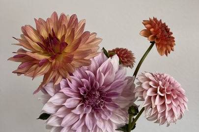Dahlias doing what they do bes