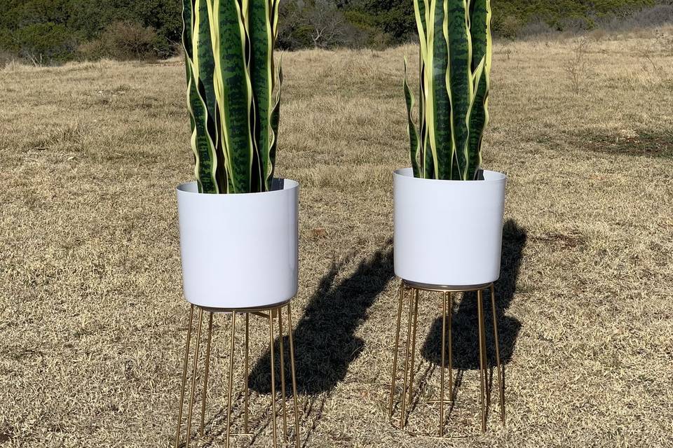 Faux Snake Plants, Decor