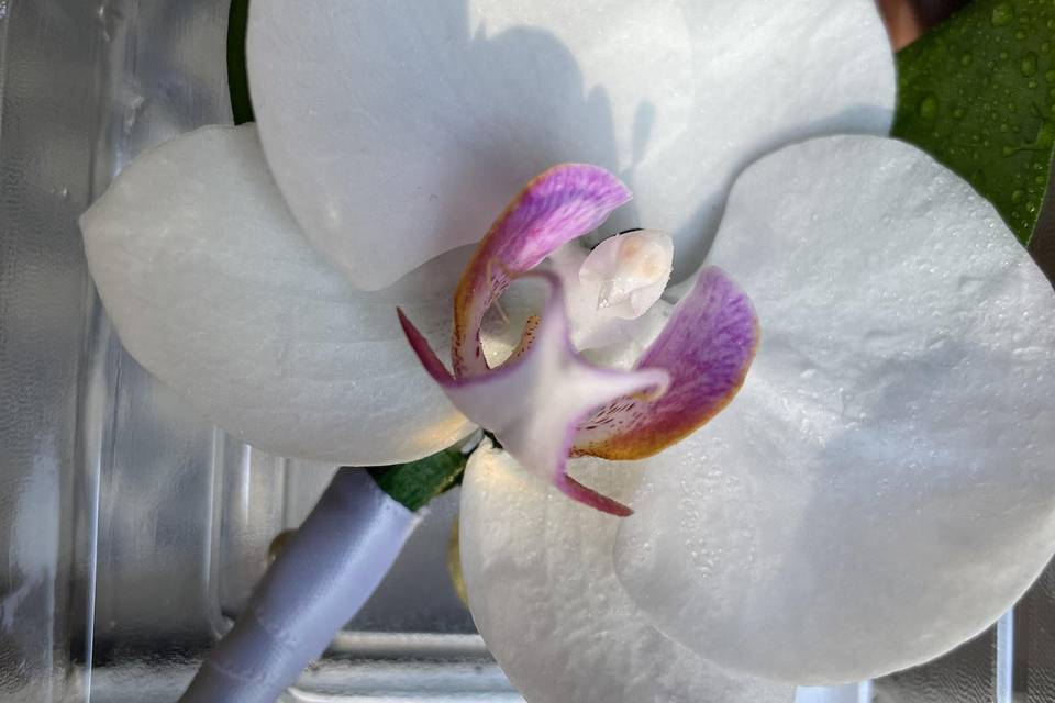 Orchid boutonniere