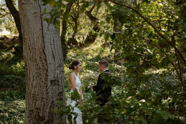 Oak Trees