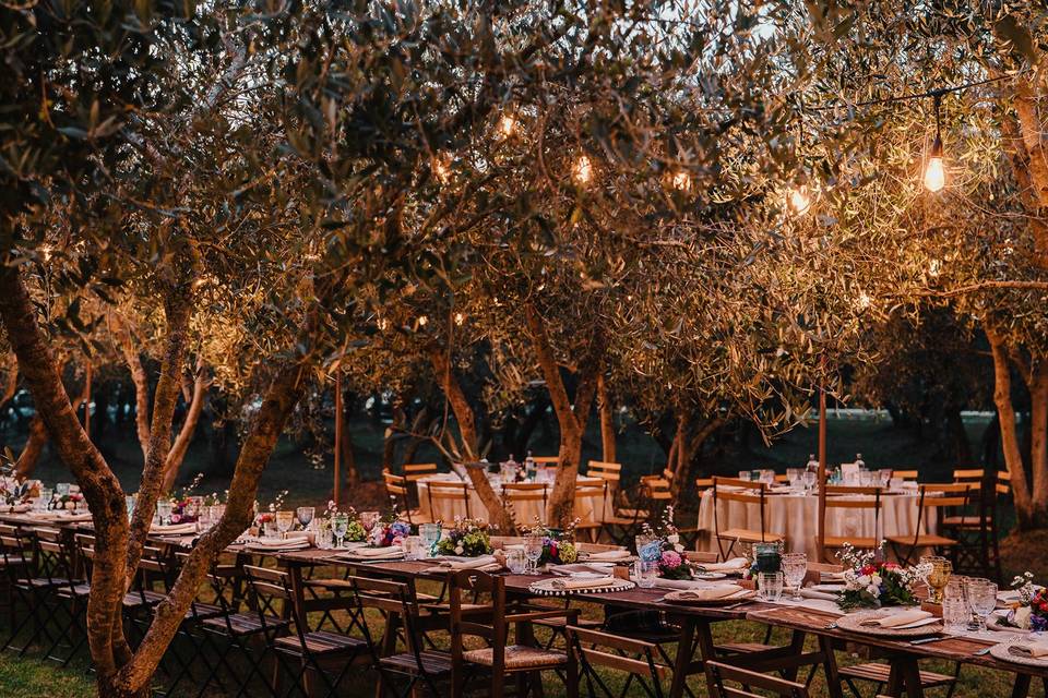 Dinner in the olive grove