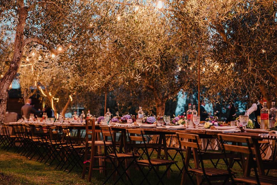 Dinner in the olive grove