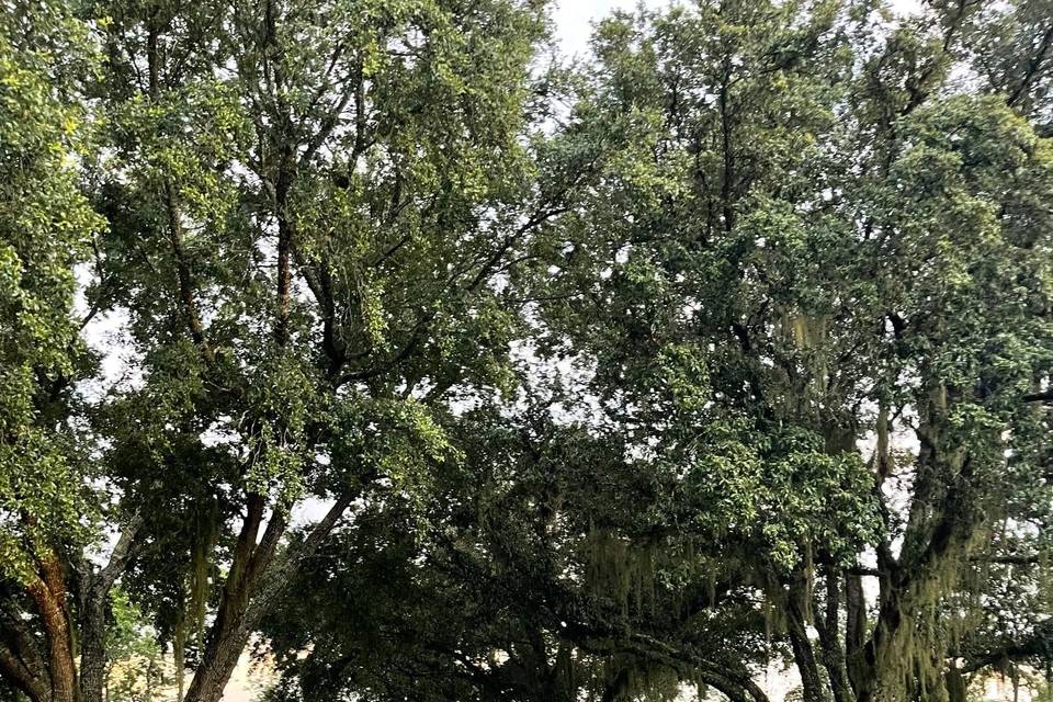 Outdoor ceremony area