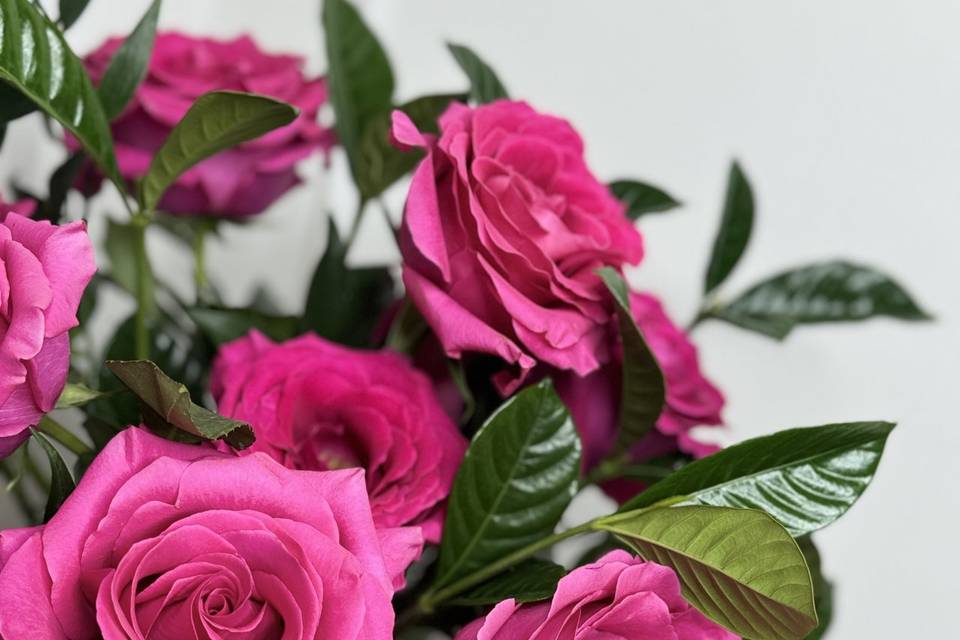 Pink Roses