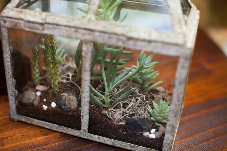 Terrarium