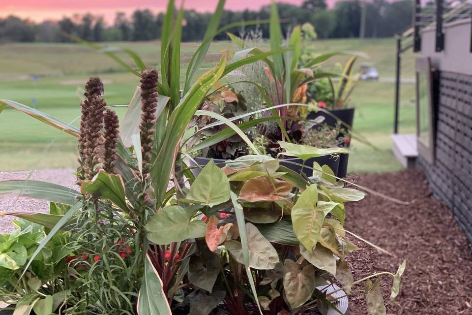 Plants adorn the deck