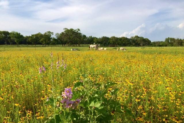 MAIN PASTURE