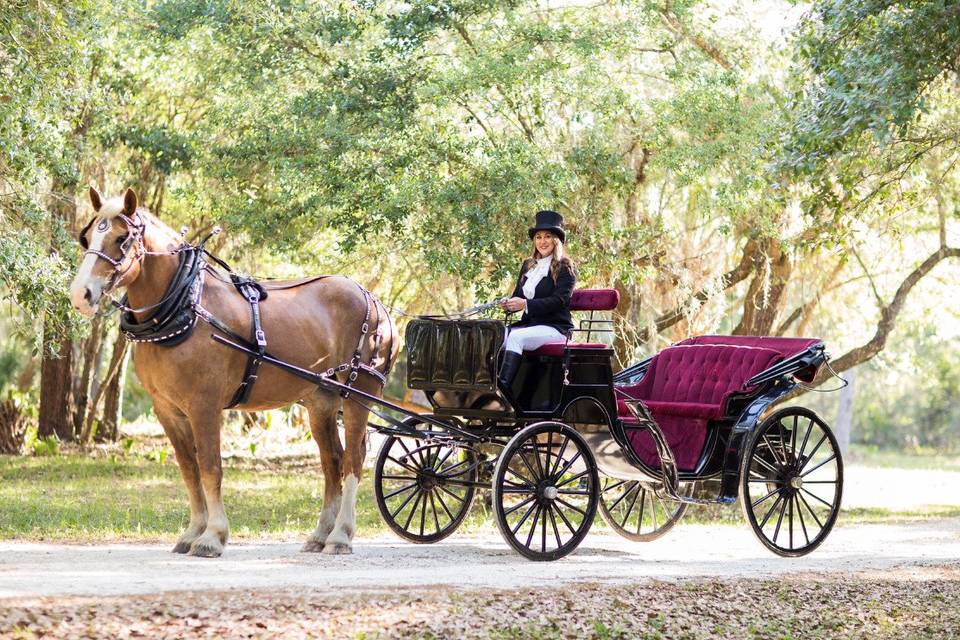 8 Magical Horse Drawn Carriage Rides And Tours In Florida