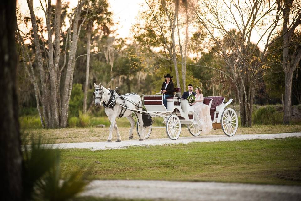Sweet Southern Horse & Carriage