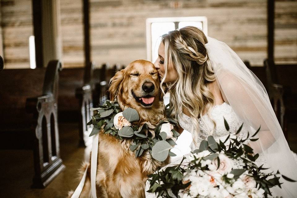 Dog and bride