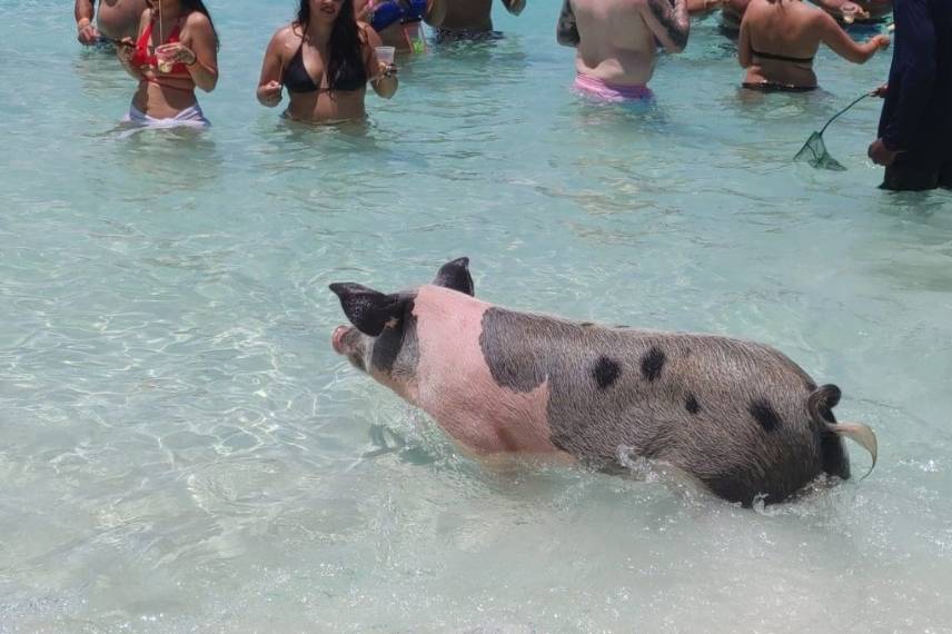 Swim with the pigs
