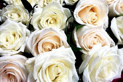 Elegant White Rose Boutonniere