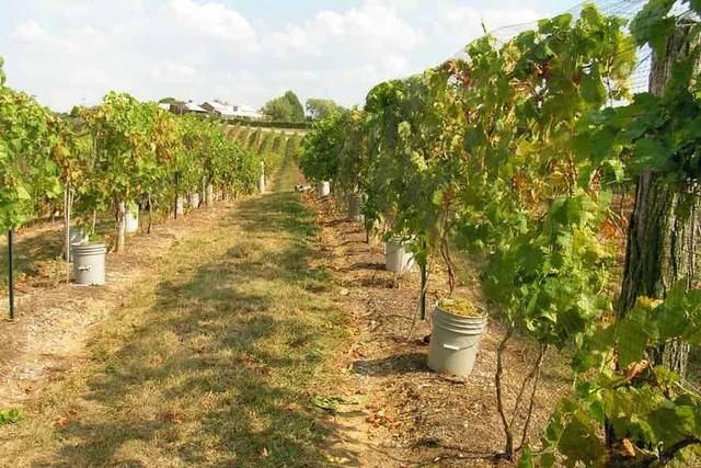 Vinoklet Winery
