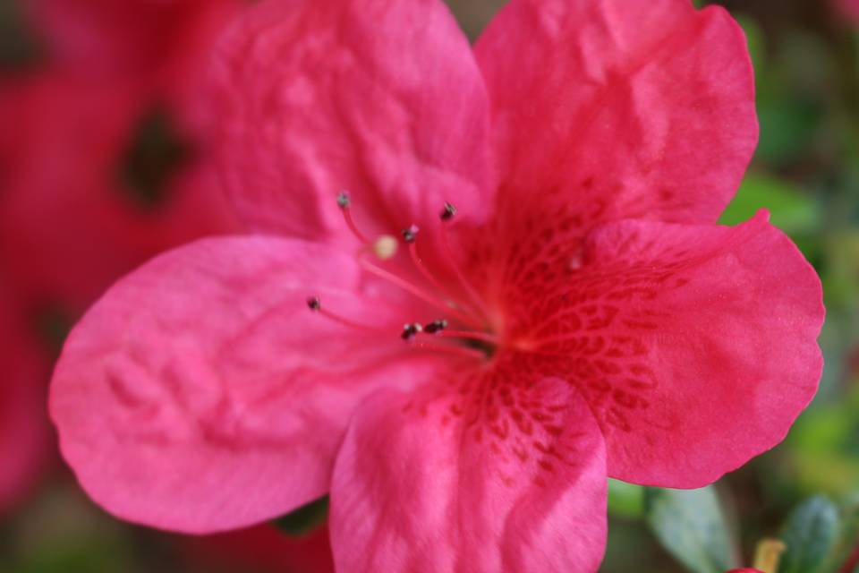 Azaleas in bloom during the spring