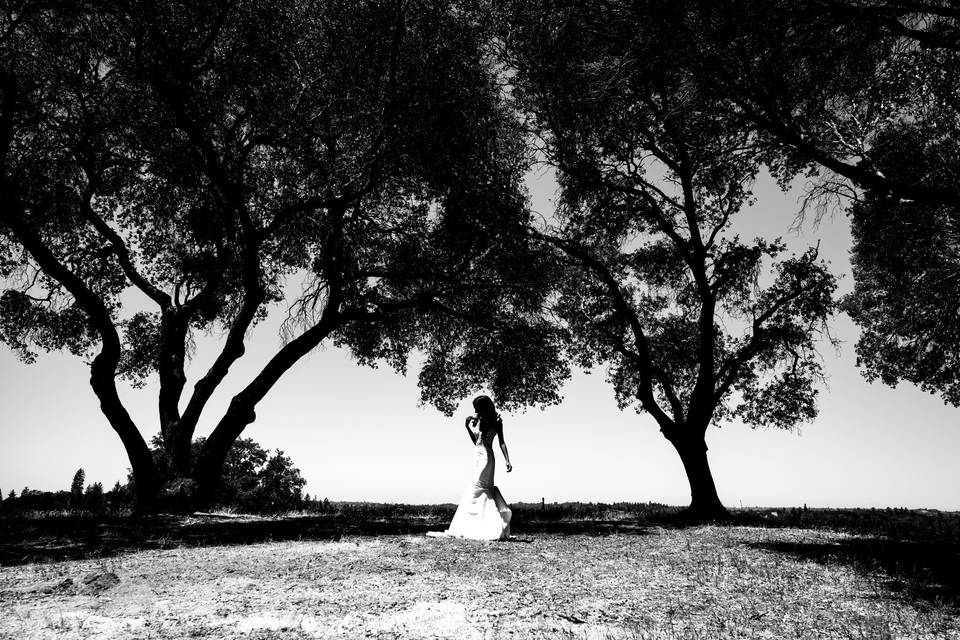 Surrounded by Oaks.