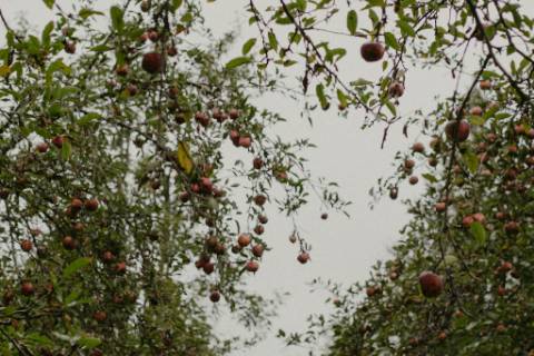 Wedding under the Orchard