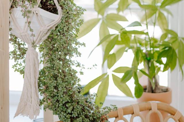 300+ live plants throughout