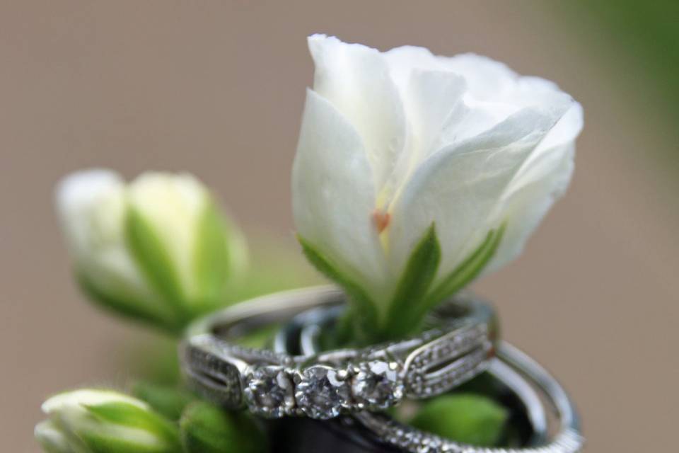 Rings on a flower
