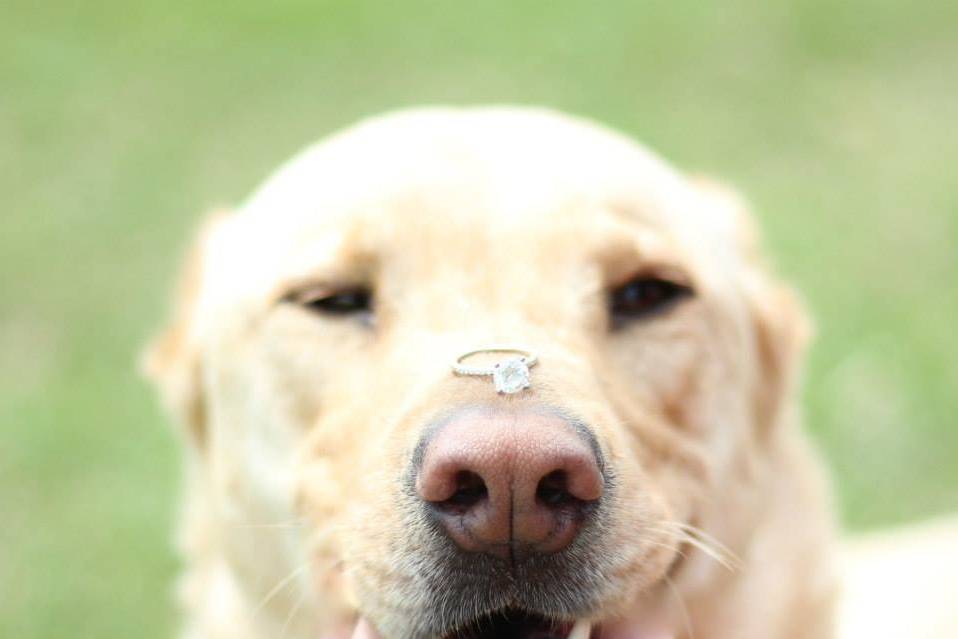 Dogs in weddings