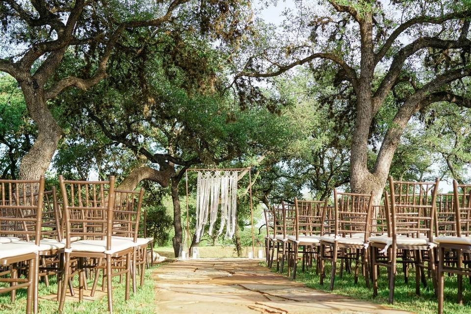 Live Oak Trees