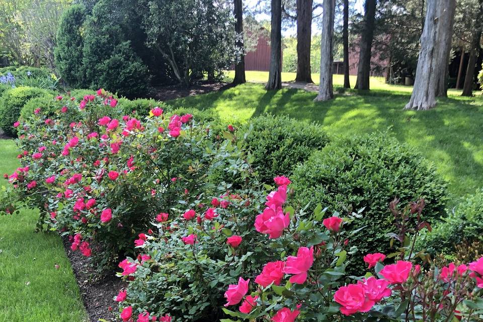 Rose garden